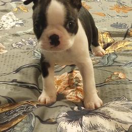 Boston Terrier Puppies from Lotus Life Puppies