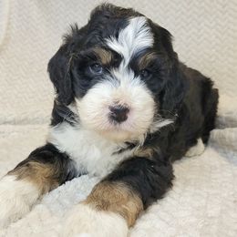 Frosty - Tri-color male Bernedoodle puppy in Shelton, Washington from NW Bernedoodles of Washington