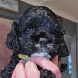 Nori - Black female Cocker Spaniel puppy in Fresno, California from Carvajal Cockers