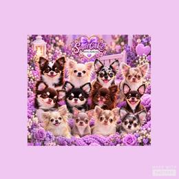 Chihuahua Puppies from Sugar Cookie Chihuahuas