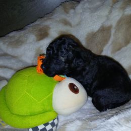 Asuka - Black female Poodle puppy in Templeton, Pennsylvania from Precious Poodle Babies