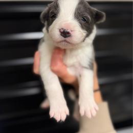 Rogue - Blue male Border Collie puppy in Kalispell, Montana from North Fork Border Collies