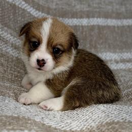 Mochi - Sable female Pembroke Welsh Corgi puppy in Moreno Valley, California from House of Paws & Co.