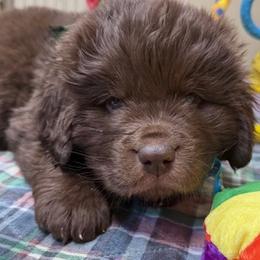 Rosie Green Male - Brown male Newfoundland puppy in Pottstown, Pennsylvania from Latin of Course Newfoundlands