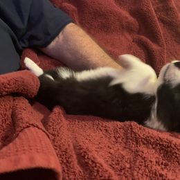 Border Collie Puppies from Best Friend Borders