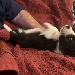 Border Collie Puppies from Best Friend Borders