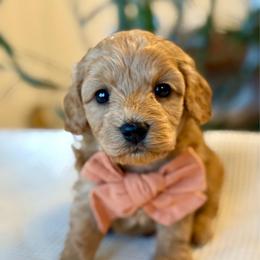 Levi - male Cavapoochon puppy in Lucas, Ohio from Apricot Lane Puppy