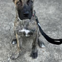 Perro de Presa Canario Puppies from Mesquite Creek Kennels