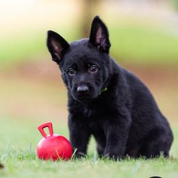 Boy (Lime) - Black German Shepherd puppy in Buford, Georgia from vom Vikos