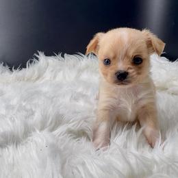 Merry - Cream and white male Chihuahua puppy in Simpsonville, South Carolina from N&T's Chihuahuas