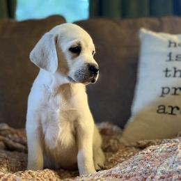 Aspen - Yellow female Labrador Retriever puppy in Sweet Home, Oregon from Snowpeak English Labradors