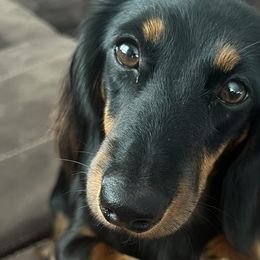 Dachshunds from BB Doxies