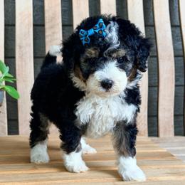 Rebel - Tri-color female Bernedoodle puppy in Runaway Bay, Texas from Green Ranch Doodles