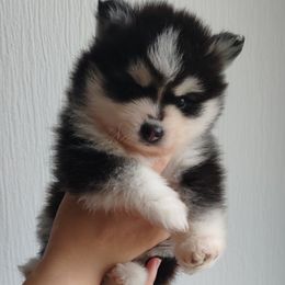 Austin - Black and white male Pomsky puppy in Fort Laudardale, Florida from Pomsky Florida
