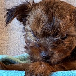 Tico - Black and tan male Yorkshire Terrier puppy in Ocala, Florida from Yorkie  And Shih Tzu Love