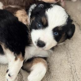 Olive - Black tri female Miniature American Shepherd puppy in Tupalo, Mississippi from Butterfield Trail Farm