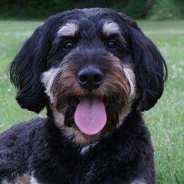 Willow - Bernedoodle