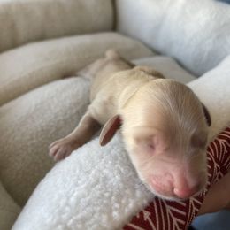 Boy 1 - Dachshund puppy in Cottonwood, Arizona from JuniperWood Dachshunds