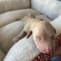 Boy 1 - Dachshund puppy in Cottonwood, Arizona from JuniperWood Dachshunds