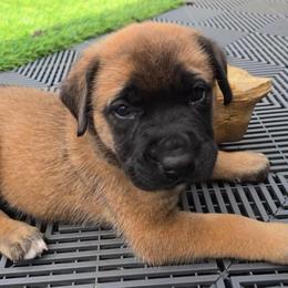 Dark Pink Collar Apricot Girl - Apricot female Mastiff puppy in Auburn, Kansas from Puppy Paradise:  English Mastiff Puppies & Standard Goldendoodle Puppies