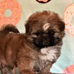 Mario - Gold and white male Shih Tzu puppy in Central, California from Ling Ling’s Shih Tzu