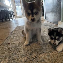 (Astro)naut - Tri-color male Pomsky puppy in Valparaiso, Indiana from Valparaiso Pomskys