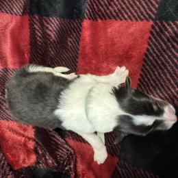 Jingle Belle - Black white and tan female Collie puppy in Richmond, Kentucky from Puppy Dog City