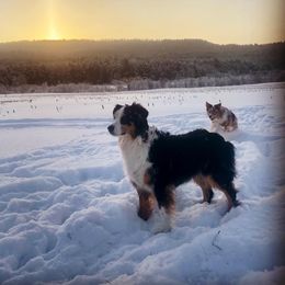 Bindi - Australian Shepherd