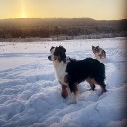 Bindi - Australian Shepherd