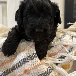 Aussiedoodle Puppies from Avery's Aussiedoodles