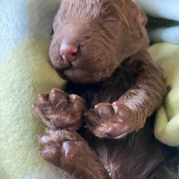 8. LIGHT BLUE COLLAR BOY - Chocolate male Goldendoodle puppy in Charlo, Montana from Heavenly Hilltop Farm