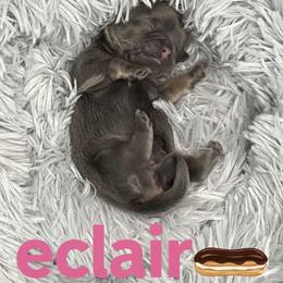 Eclair - Blue female Shih Tzu puppy in Springboro, Ohio from Shih Tzus of Springboro LLC.