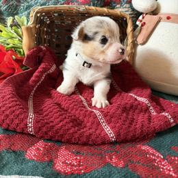Oak - Blue merle and white male American Corgi puppy in Lubbock, Texas from Ace High Corgis