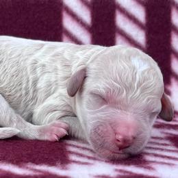 Akc Breve - Cream male Poodle puppy in Overbrook, Kansas from Hidden Springs Poodles LLC