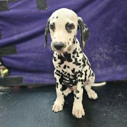 Valentino - White and black male Dalmatian puppy in Adkins, Texas from Rock'N'Spark Dalmatians