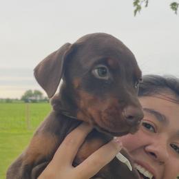 White collared girl - Red and rust female Doberman Pinscher puppy in Winamac, Indiana from DIAMOND RIDGE DOBERMANS