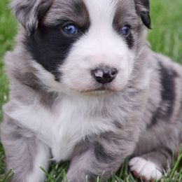 Malachite - Blue merle male Australian Shepherd puppy in Mayer, Arizona from Ms Priss Aussies