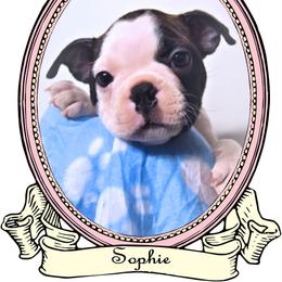 Baby Sophie - Brindle and white female Boston Terrier puppy in Kingsport, Tennessee from Sleepwalker Bostons