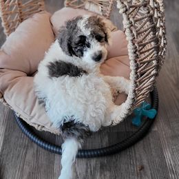 Light blue collar - Blue merle male Bernedoodle puppy in Wallace, Michigan from Daisy's Doodles