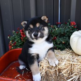 Ranger - Black and tan male Shiba Inu puppy in Arcola, Illinois from Highline Puppies
