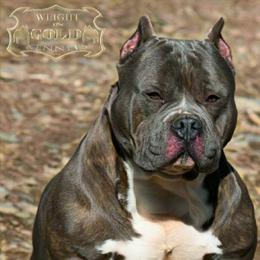 American Bully All Grown Up from Weight In Gold Kennels