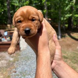 Ember - Yellow female Labrador Retriever puppy in Carthage, North Carolina from Wicked Pines Retrievers
