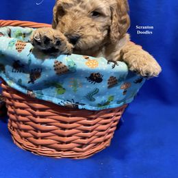 Goldendoodle Puppies from Scranton Goldendoodles