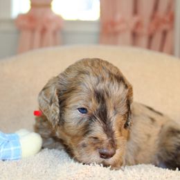 Red collar - Merle male Labradoodle puppy in Grants Pass, Oregon from Oregon Valley Pups