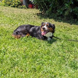 Aspen (F, Black tri) - Black tri Miniature Australian Shepherd puppy in Canyonville , Oregon from Circle E Aussies