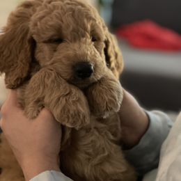 Goldendoodle Puppies from Loving Hearts Goldendoodles