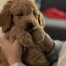 Goldendoodle Puppies from Loving Hearts Goldendoodles