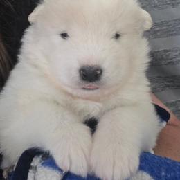 Blue boy - White and biscuit male Samoyed puppy in Elwell, Michigan from Limelight Samoyeds