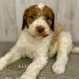 Elfy - Goldendoodle puppy from Golden Life Doodles
