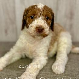 Elfy - Goldendoodle puppy from Golden Life Doodles
